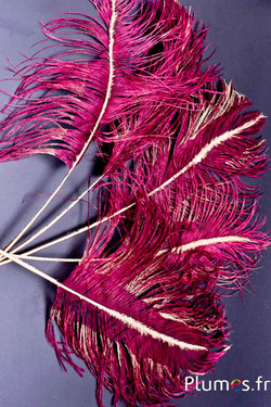 Panicule struzzo calamo dorato - 35-40 cm - bordò